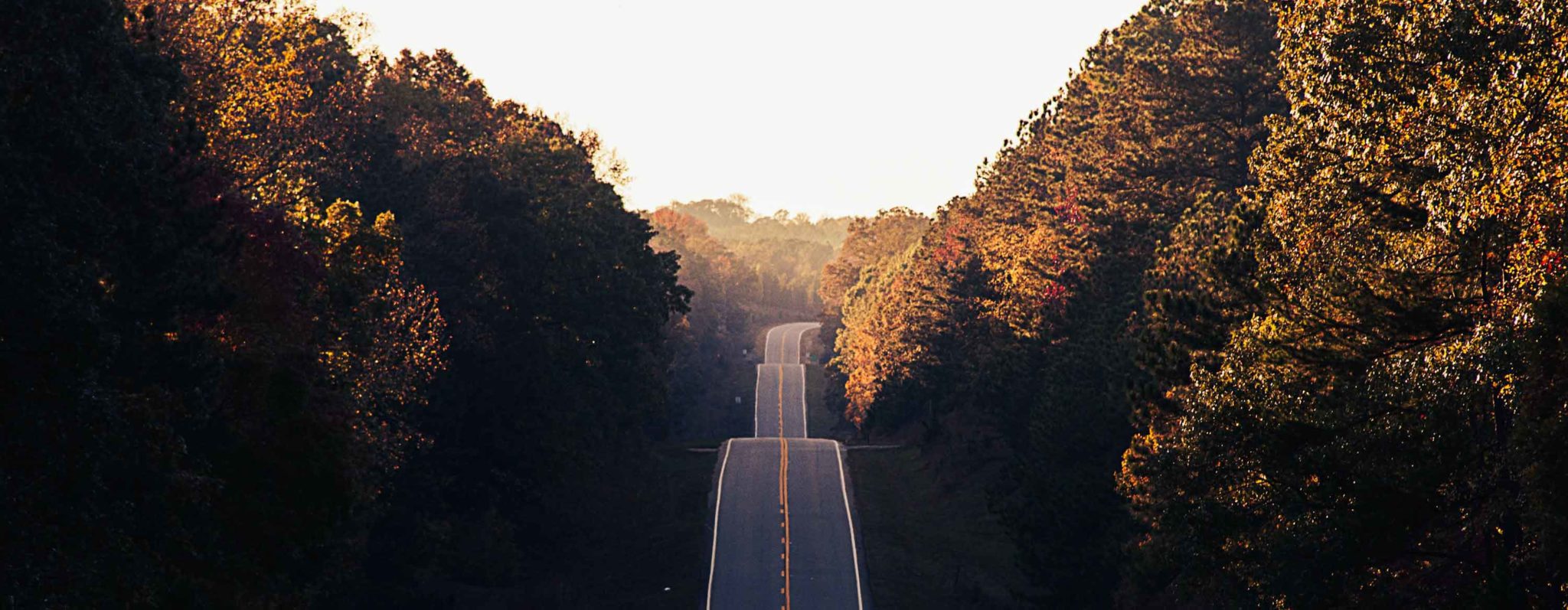 road surrounded by trees