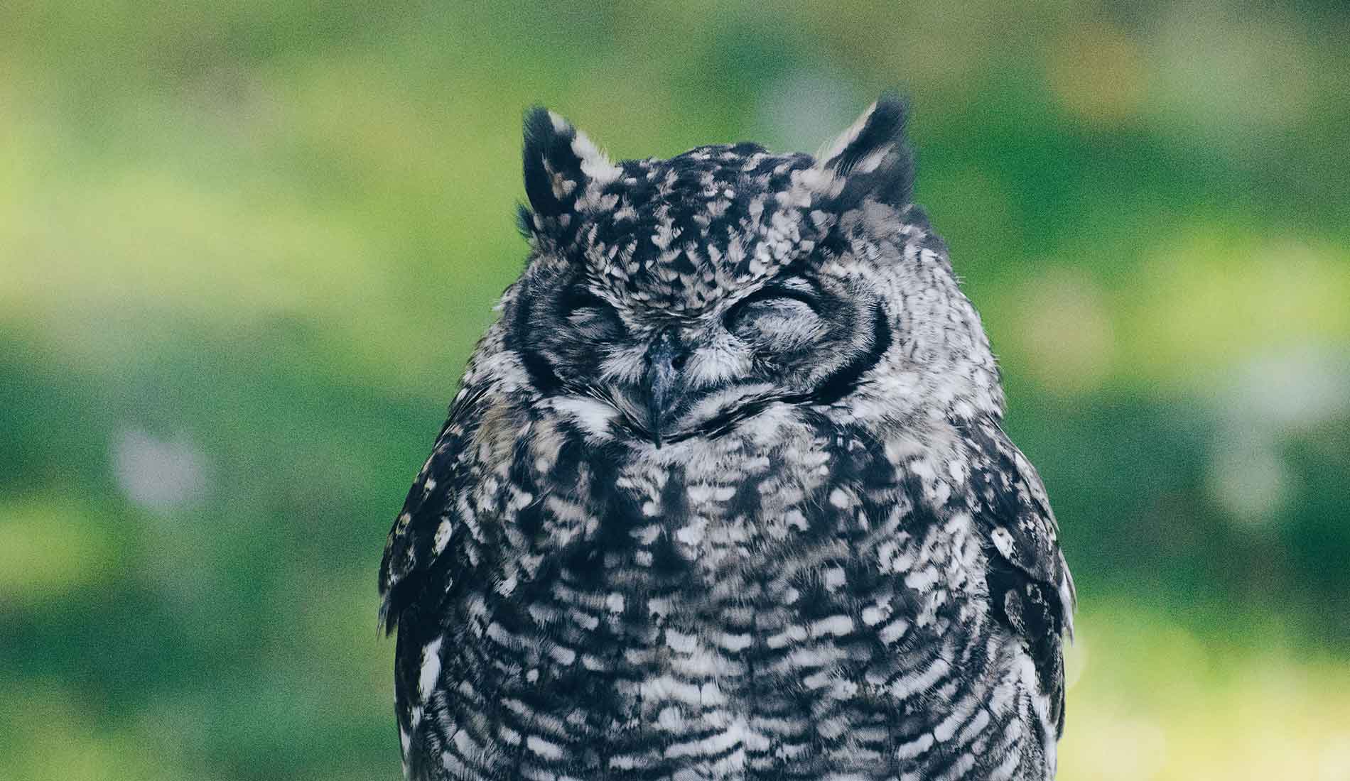 owl