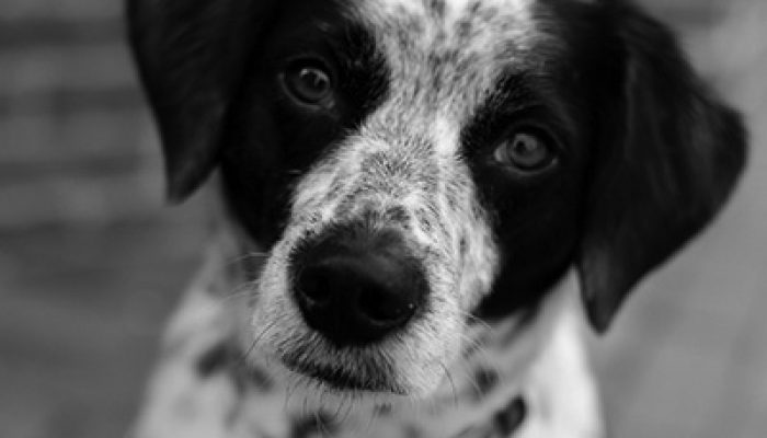 brodie watch dog headshot
